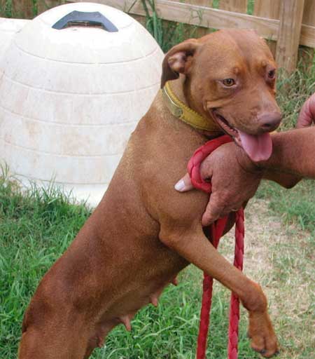 Dixie - Female Red Nose Pit Bull