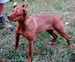 Red Nose Female American Pit Bull