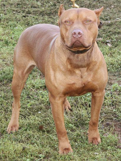 Ehud - Male Red Nose Pit Bull