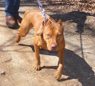 Legacy is a Female Red Nose Pit Bull