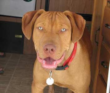 Samson is a Red Nose Male Pit Bull